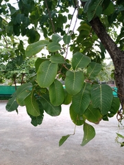 Terminalia elliptica
