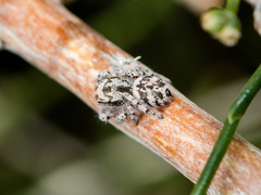 Pseudomogrus dalaensis