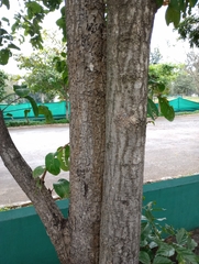 Terminalia elliptica