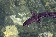 Anguilla dieffenbachii