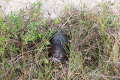 Deirochelys reticularia