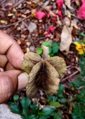 Terminalia elliptica