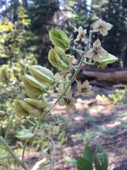 Veratrum californicum