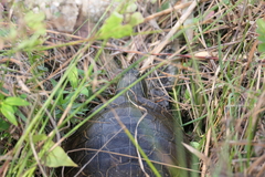Deirochelys reticularia
