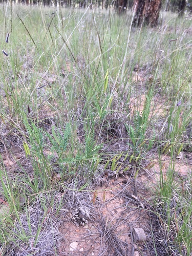 Eggleston's Milkvetch (Astragalus egglestonii)