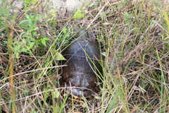 Deirochelys reticularia