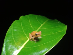 Chirixalus trilaksonoi