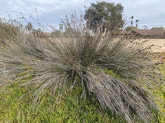 Juncus acutus leopoldii