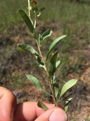 Heterotheca nitidula