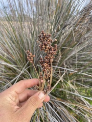 Juncus acutus leopoldii