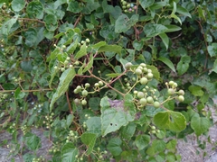 Ampelopsis glandulosa hancei