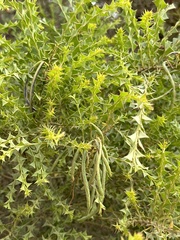 Acacia littorea