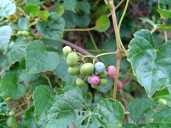 Ampelopsis glandulosa hancei