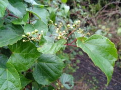 Ampelopsis glandulosa hancei