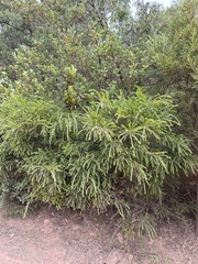 Acacia littorea