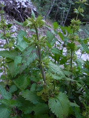 Lamium garganicum