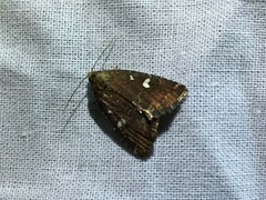 Acosmetia biguttula