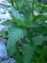 Lamium garganicum