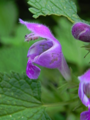 Lamium garganicum