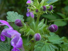 Lamium garganicum