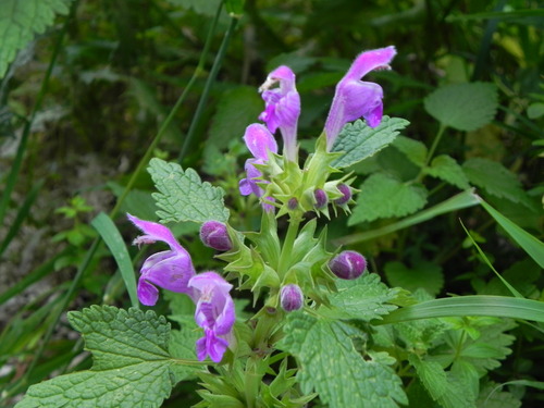 Representative image of Lamium garganicum