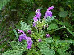 Lamium garganicum