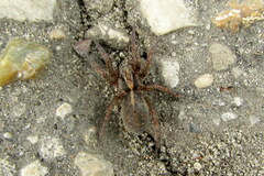Trochosa terricola