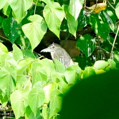 Nycticorax nycticorax nycticorax