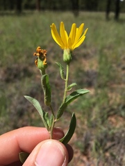 Heterotheca nitidula