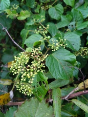 Ampelopsis glandulosa hancei