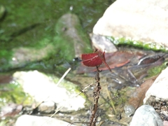 Neurothemis ramburii