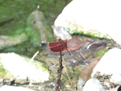 Neurothemis ramburii