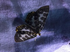 Euryobeidia languidata