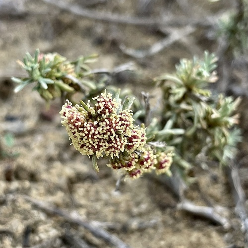California Sagebrush