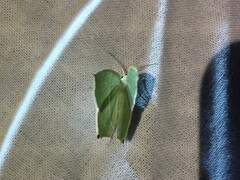 Neohipparchus vallata