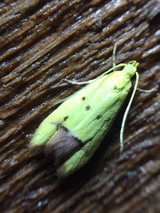 Gymnobathra flavidella