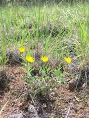 Heterotheca nitidula