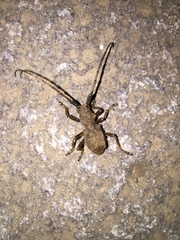 Morimospasma granulatum