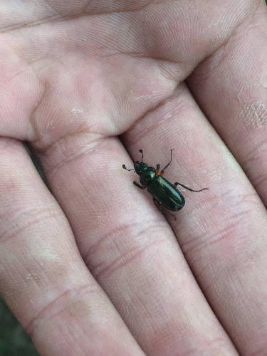 Platycerus hongwonpyoi