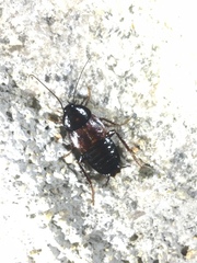 Blattinae