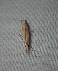 Culladia cuneiferellus