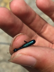 Neocollyris