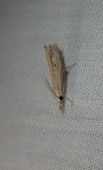 Culladia cuneiferellus