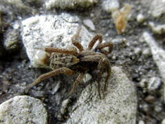 Alopecosa pulverulenta