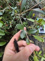 Grevillea polychroma