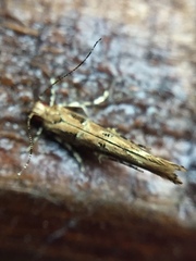 Pyroderces aellotricha