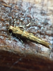 Pyroderces aellotricha