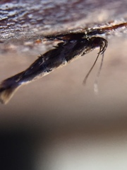 Pyroderces aellotricha