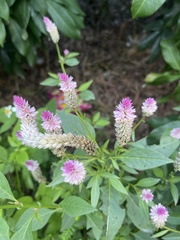 Celosia spicata