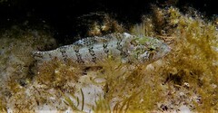 Common Weedfish photo 5